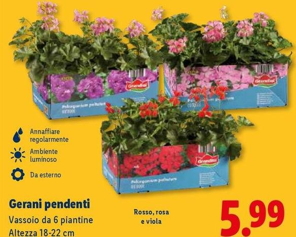 Gerani Pendenti