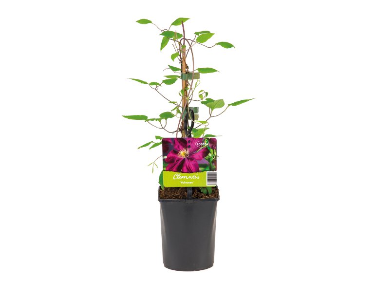 Piante Rampicanti Assortite