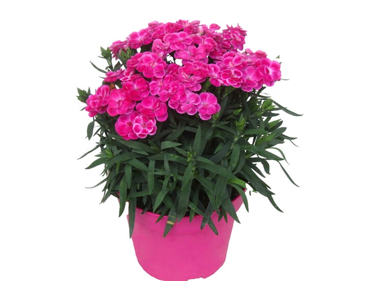 Dianthus Caryophyllus
