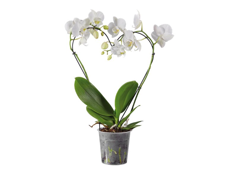 Phalaenopsis A Cuore