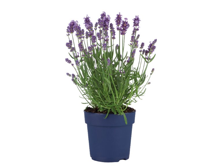 Lavandula Angustifolia