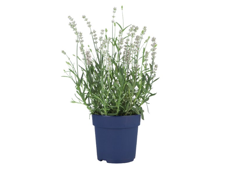 Lavandula Angustifolia