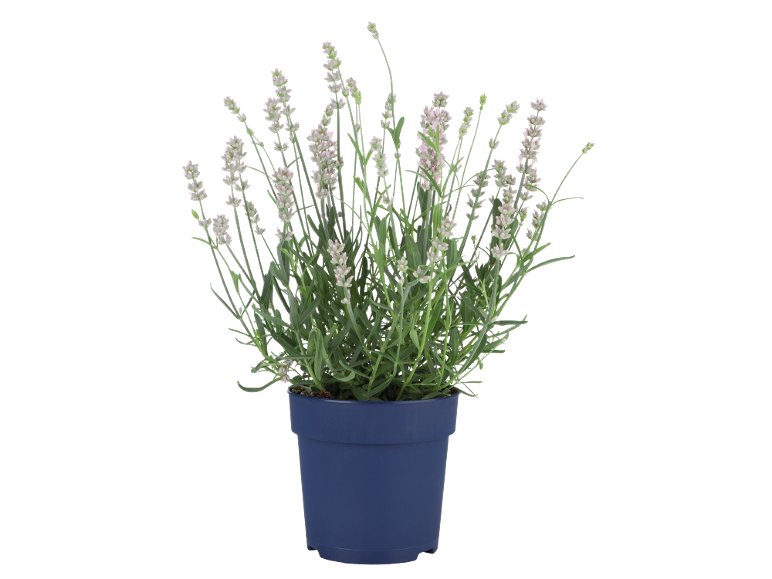 Lavandula Angustifolia