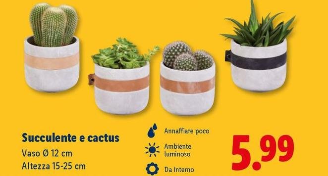 Succulente E Cactus