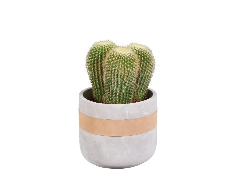Succulente E Cactus