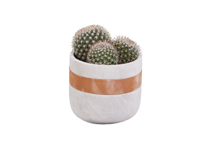 Succulente E Cactus