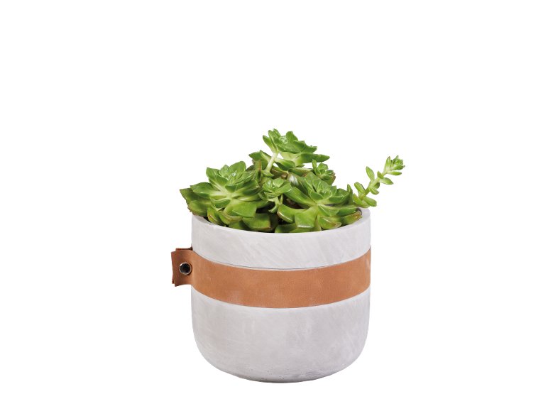 Succulente E Cactus