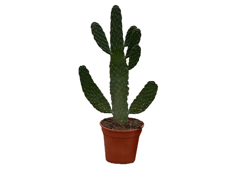 Cactus del deserto