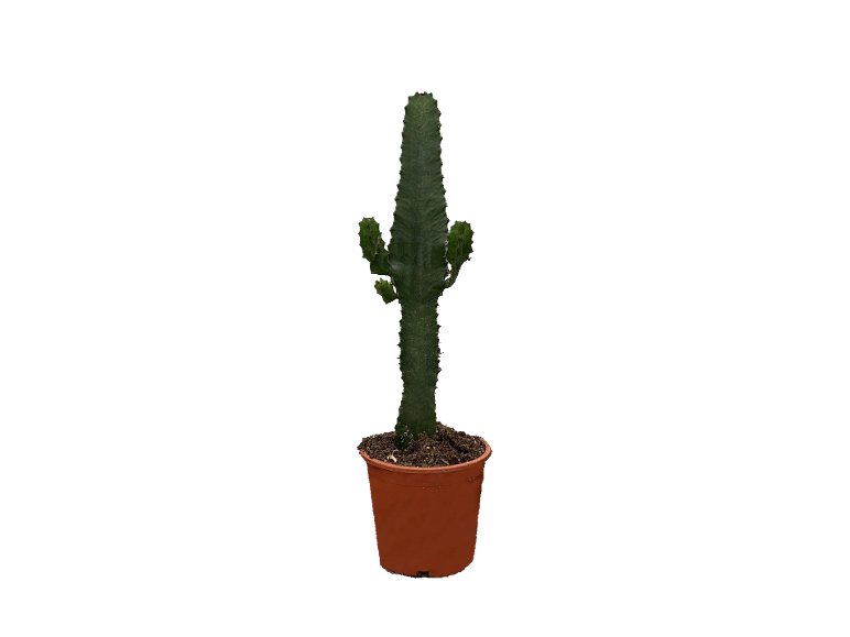 Cactus del deserto