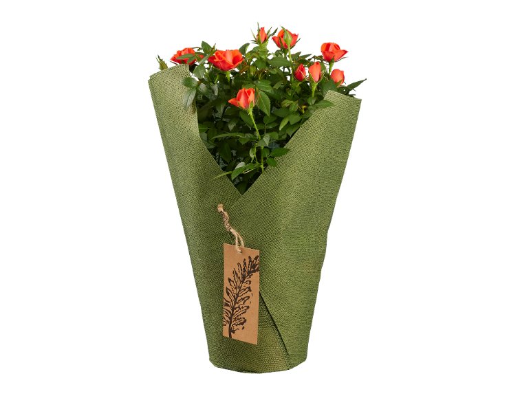 Rose in sacchetto di stoffa