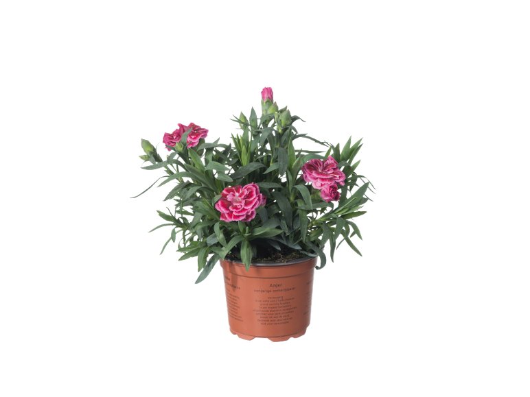 Garofani "Dianthus"