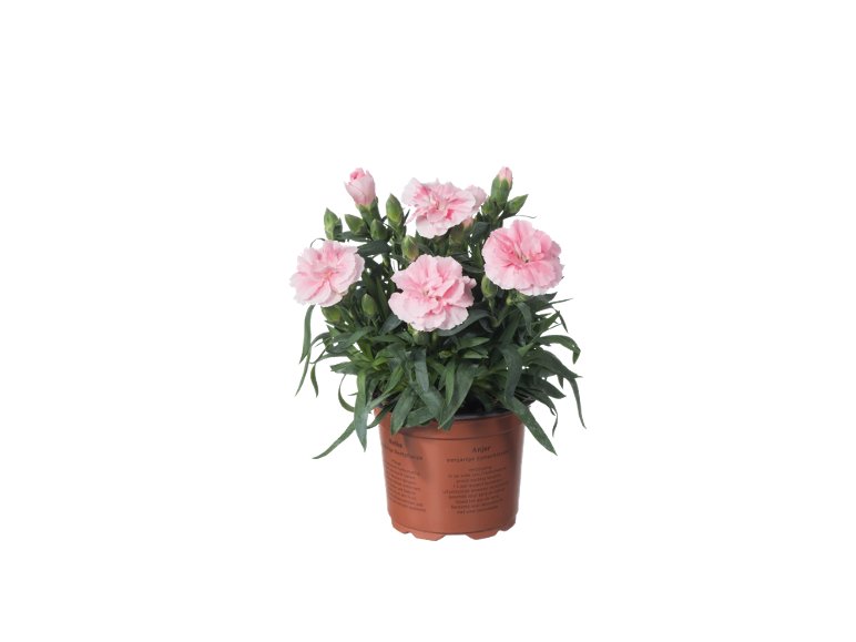 Garofani "Dianthus"