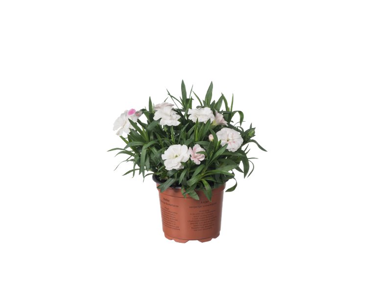 Garofani "Dianthus"
