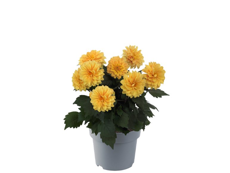 Dalia