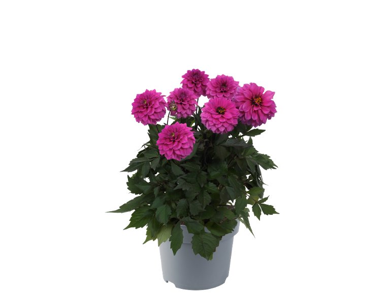 Dalia
