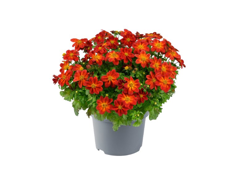 Bidens Mix
