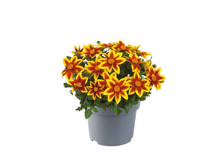 Bidens Mix