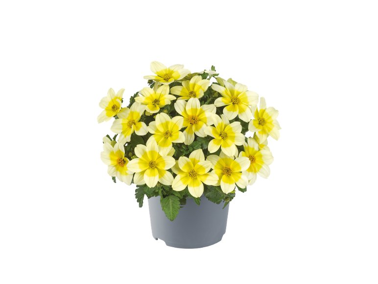 Bidens Mix