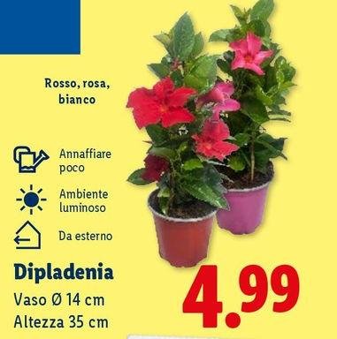Vaso