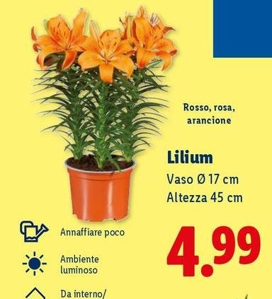 Rosso, Rosa, Arancione