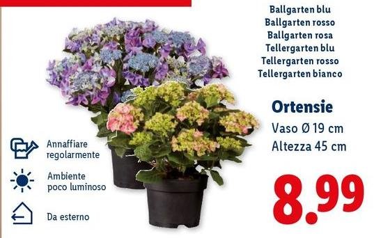 Blu - Ortensie