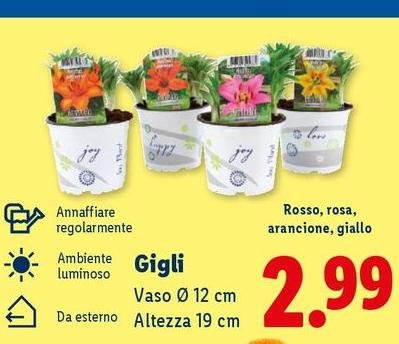 Love - Rosso, Rosa, Arancione, Giallo