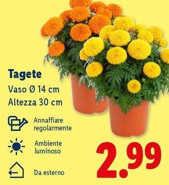 Vaso Ø 14 cm Altezza 30 cm