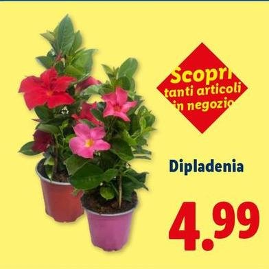 Tantì - Dipladenia