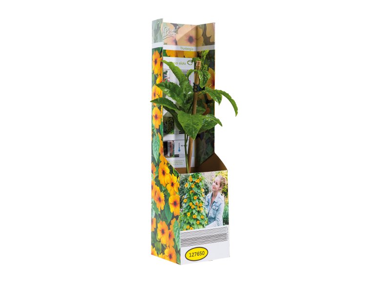 Thunbergia