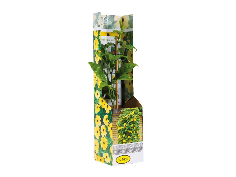 Thunbergia