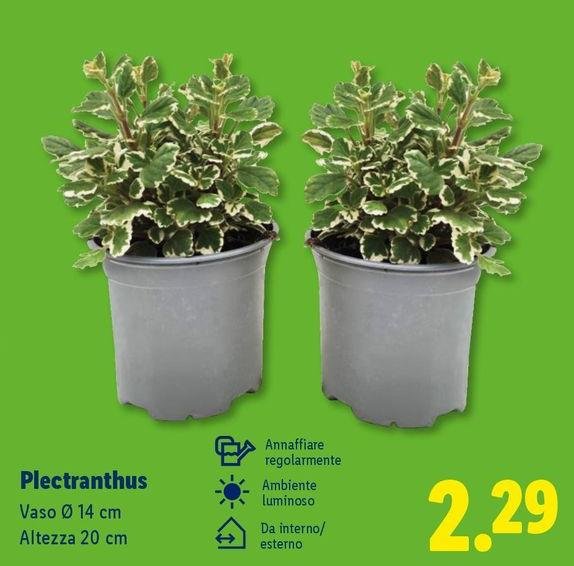 Piectranthus