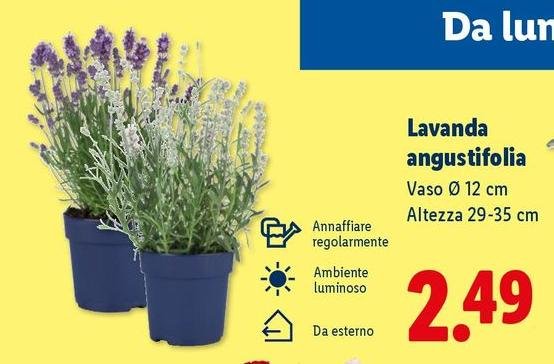 Lavanda Angustifolia