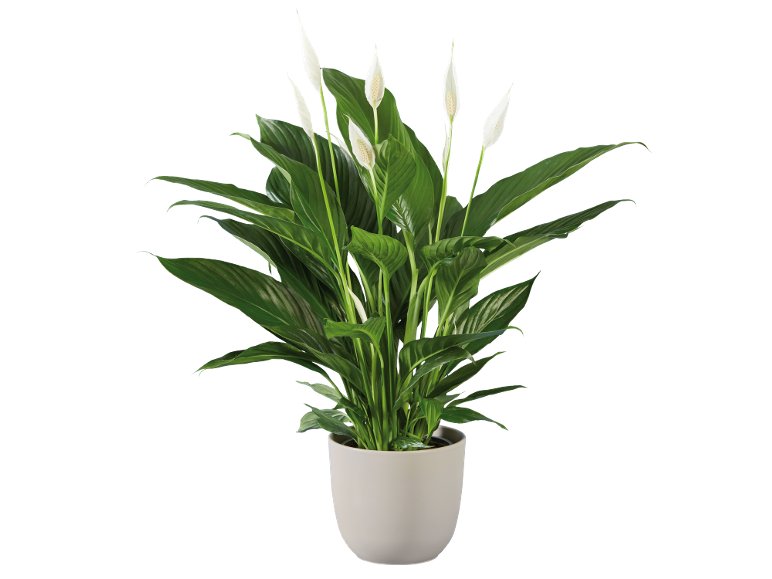 Spatiphyllum
