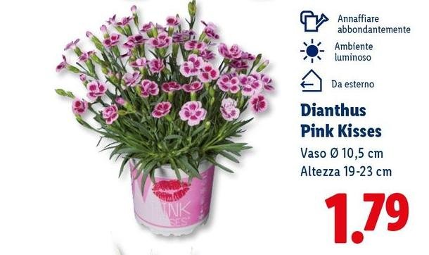Pink Kisses - Dianthus