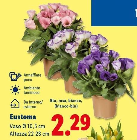 Eustoma