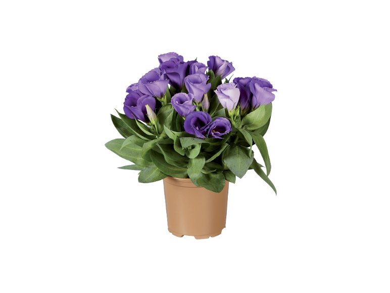 Eustoma