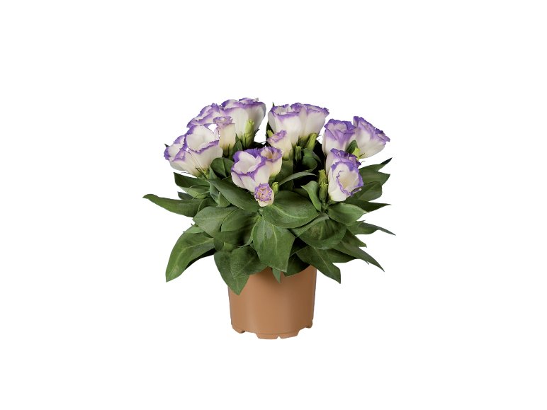 Eustoma