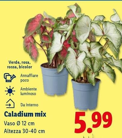Caladium Mix