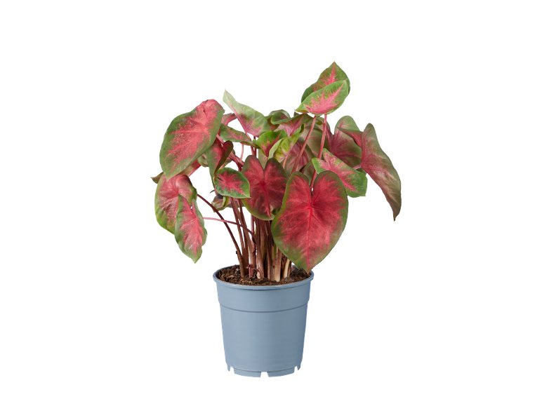 Caladium Mix