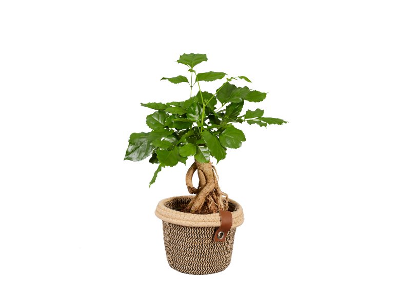 Piante verdi “Noah De Luxe”