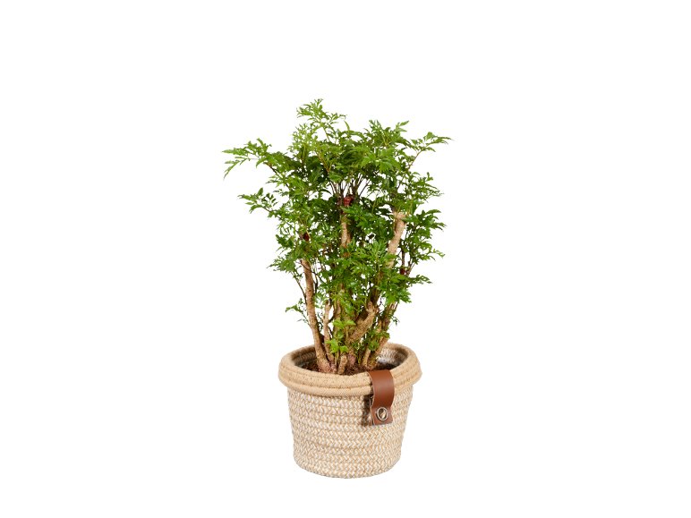 Piante verdi “Noah De Luxe”