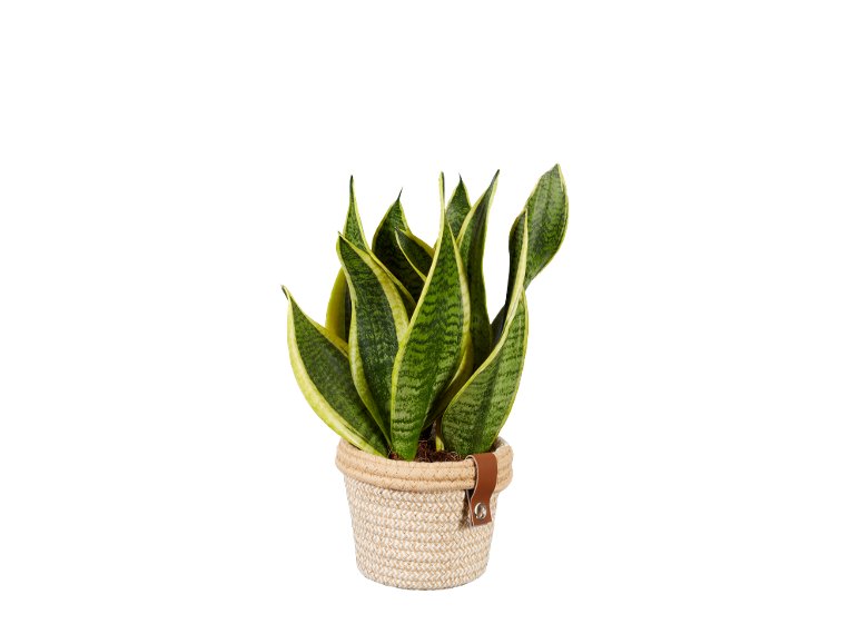 Piante verdi “Noah De Luxe”