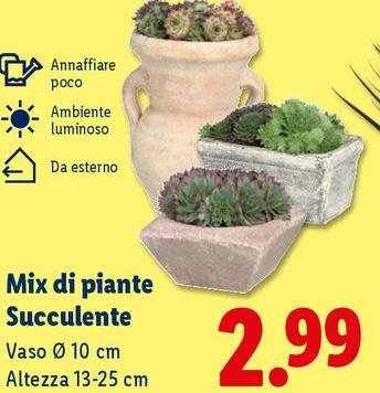 Mix Di Piante Succulente