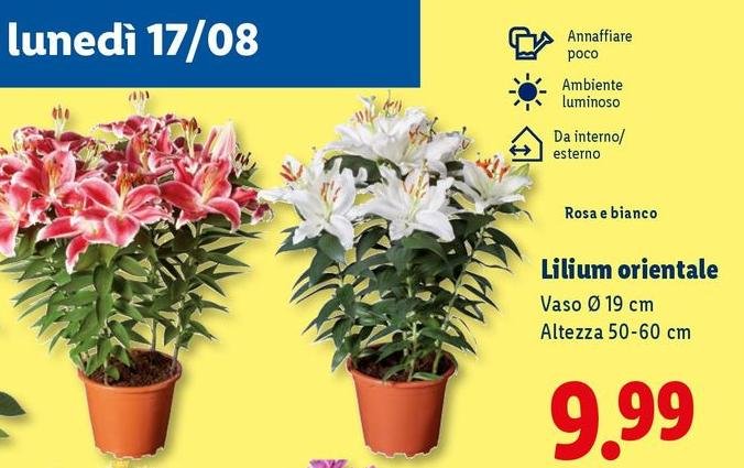 Llilum Orientale
