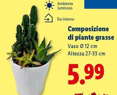 Composizione Di Piante Grasse