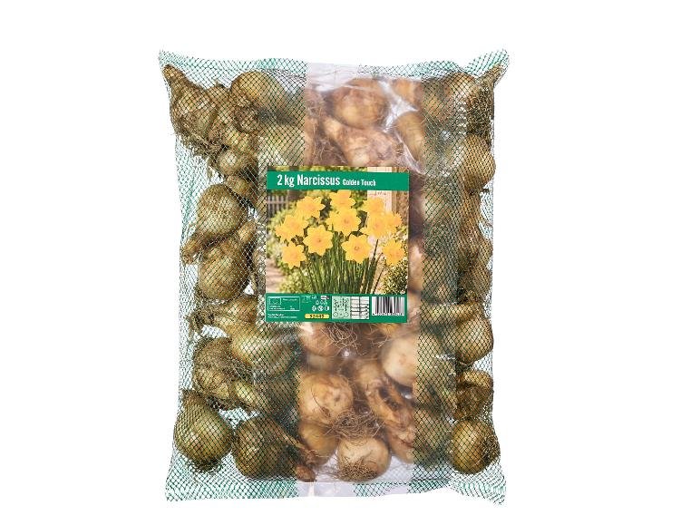 Bulbi di narcisi