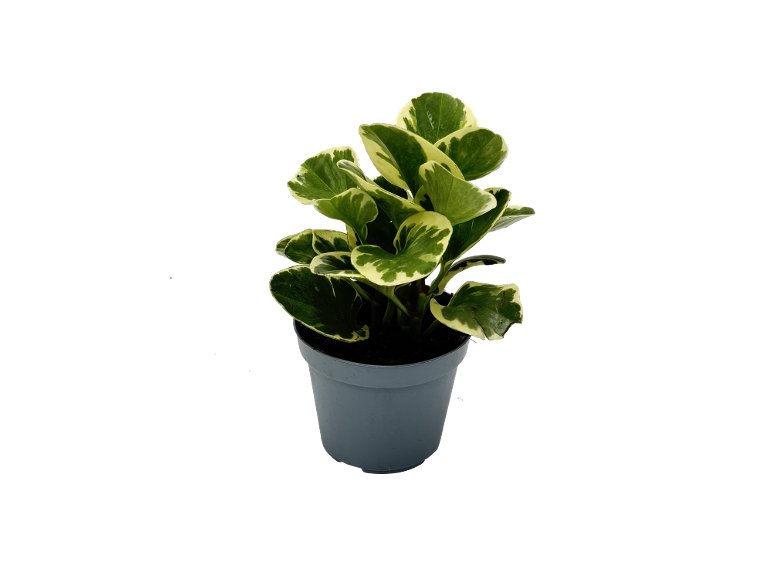 Piante verdi mix