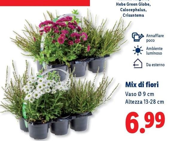Green - Mix Di Fiori