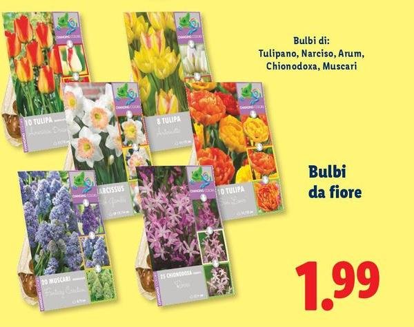 Fiore - Bulbi Di: Tulipano, Narciso, Atum, Chionodoya, Muscari