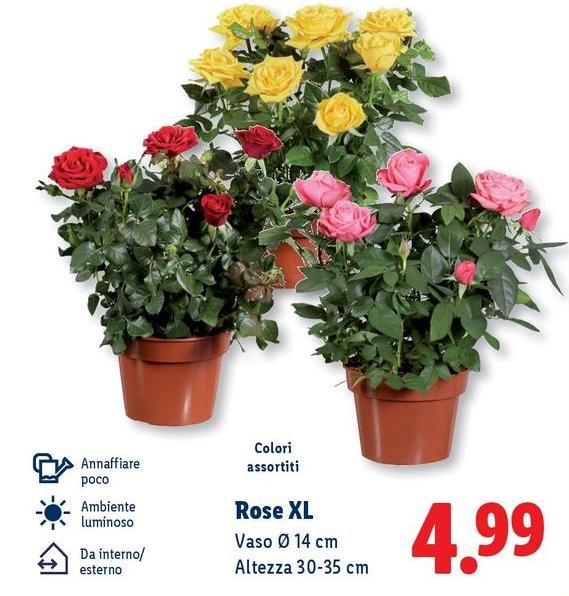 Rose Xl